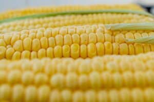 Alimentos Transgênicos